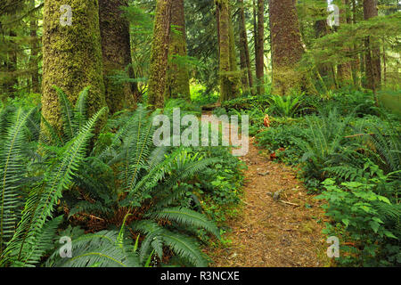 Kanada, British Columbia, Carmanah-Walbran Provincial Park. Trail im Regenwald. Stockfoto