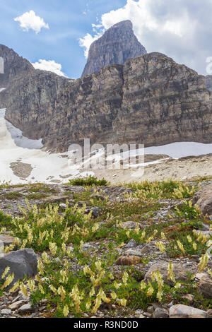 Kanada, British Columbia, East Kootenay Mountains. Gelbe süße vetch-und Berglandschaft. Stockfoto