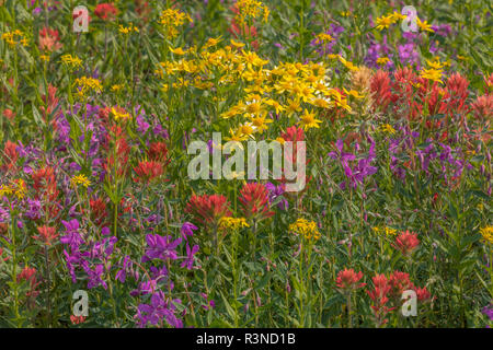 Kanada, British Columbia. Wildflower Meadow in Selkirk Mountains. Stockfoto