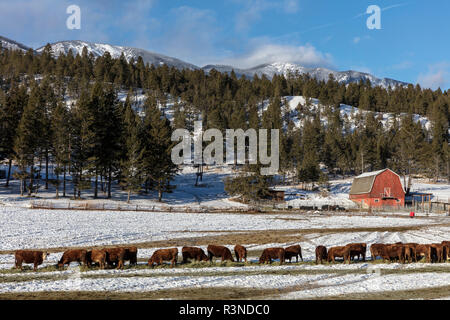 Entitled Rinder Futter im Winter Heu in der Nähe von Canal Wohnungen, British Columbia, Kanada Stockfoto