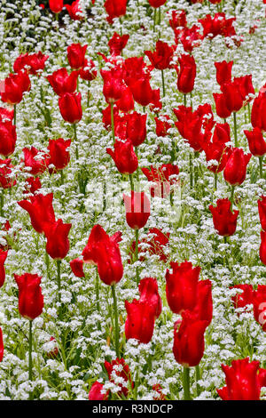 Frühling in den Butchart Gardens, Victoria, British Columbia, Kanada. Rote Tulpe und weißen Vergissmeinnicht Stockfoto