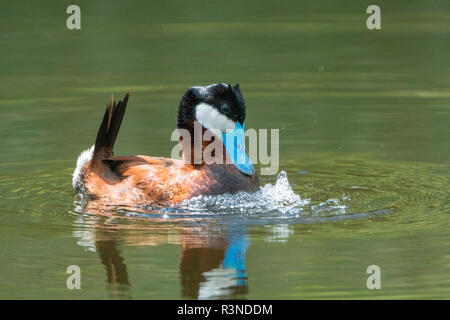 Kanada, British Columbia. Männliche Schwarzkopfruderente (Oxyura Jamaicensis) Pfund Brust Blasen in passende Anzeige zu erstellen. Stockfoto