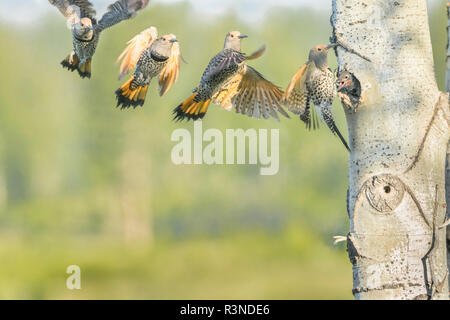 Kanada, British Columbia. Nach weiblichen Nördlichen Flicker (Colaptes auratus) fliegt zum Nest Loch in Aspen Tree (digital Composite). Stockfoto