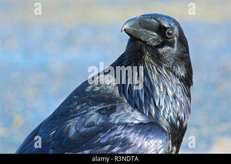 Der Kolkrabe (Corvus Corax), auch das nördliche Raven genannt, ist eine große schwarze Säugetierart in der gesamten nördlichen Hemisphäre gefunden. Stockfoto