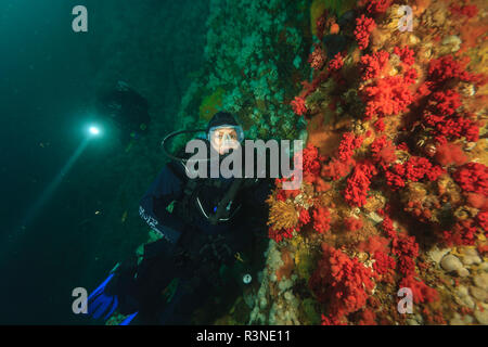 Taucher, Browning Passage, North Vancouver Island, British Columbia, Kanada (MR) Stockfoto