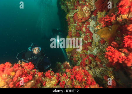 Taucher, Browning Passage, North Vancouver Island, British Columbia, Kanada (MR) Stockfoto