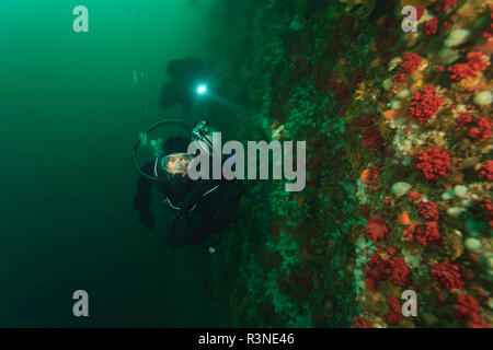 Taucher unterwasser, Browning Passage, North Vancouver Island, British Columbia, Kanada (MR) Stockfoto