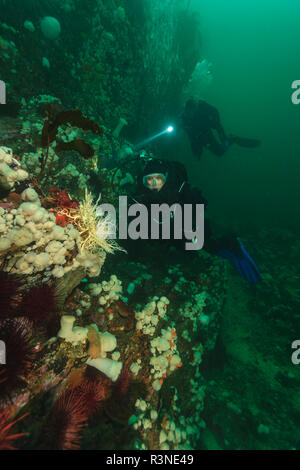 Taucher unterwasser, Browning Passage, North Vancouver Island, British Columbia, Kanada Stockfoto