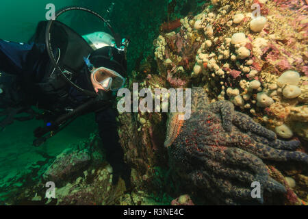 Taucher unterwasser, Browning Passage, North Vancouver Island, British Columbia, Kanada (MR) Stockfoto