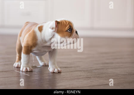 Gesund Schlafen rot weiß Welpen von Englisch Bull Dog in der Nähe der Wand und auf dem Boden auf Kamera. Cute doggy mit schwarzer Nase bunte Körper sitzen Stockfoto