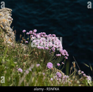 Sparsamkeit, Meer Sparsamkeit oder Meer Rosa (Armeria maritima) Wachsende am Rand einer Klippe auf Durlston Kopf, Dorset, Großbritannien. Stockfoto