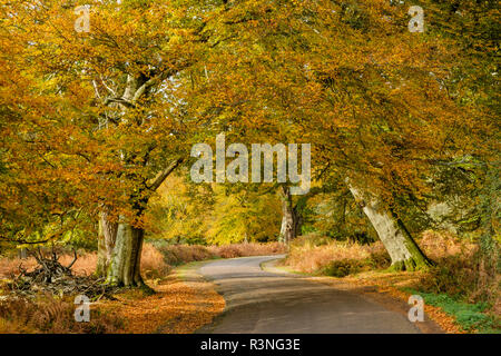 Buche und Adlerfarn im Herbst Farbe entlang der ornamentalen Drive, New Forest National Park, Hampshire, England, Vereinigtes Königreich, Stockfoto