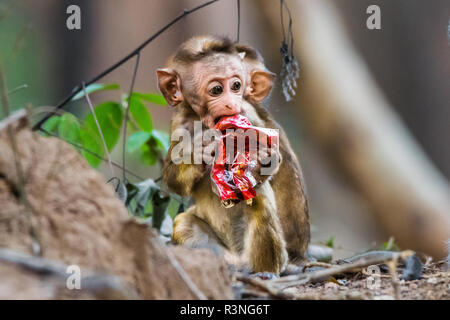 Eine junge Toque Macaque (Macaca Sinica) mit einem Stück verworfen Kunststoff im Mund Stockfoto