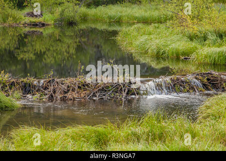 Kanada, Yukon, Whitehorse, Fish Lake Road. Beaver Dam auf Mcintyre Creek Stockfoto