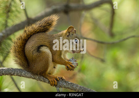 Kanada, Yukon, Whitehorse. Yukon Eichhörnchen (Tamiasciurus hudsonicus) und Pine Cone. Stockfoto