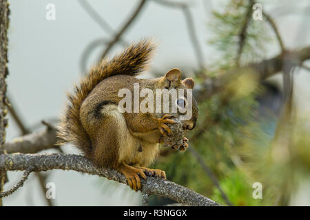 Kanada, Yukon, Whitehorse, Yukon Eichhörnchen (Tamiasciurus hudsonicus) und Pine Cone. Stockfoto