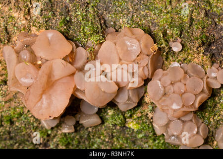 Buche Jelly disc Pilze, Neobulgaria Pura, wächst an den Stamm eines gefallenen Buche im New Forest Hampshire England UK GB Stockfoto