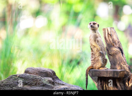 Single allein und süße Erdmännchen stand auf trockenen Zweig mit blur Kopie Raum und leeren Hintergrund von grünes Blatt und Wald in Afrika Stockfoto