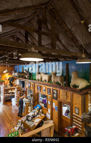 Neuseeland, Nordinsel, Masterton. Die Wolle Halle, National Museum der Schafschur, Anbauteile innen Stockfoto