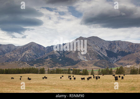 Neuseeland, Südinsel, Selwyn Bezirk, Springfield, Blick auf die Berge Torlesse Bereich Stockfoto