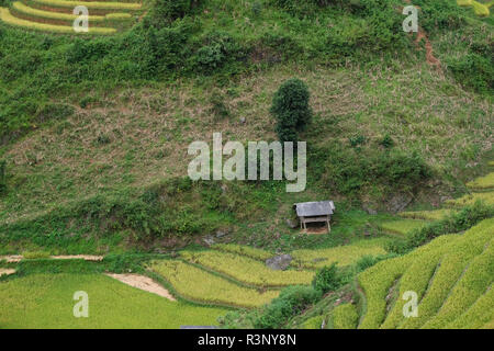 Vietnam Landschaften mit Terrassen Reisfeld. Reisfelder auf Terrassierten von Mu Cang Chai, YenBai. Hochwertige Royalty Free Stock Bild der Terrasse Reis Stockfoto