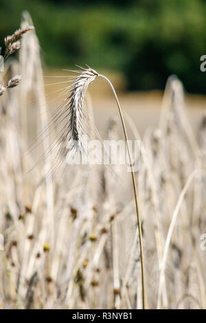 Kornfeld für Ernte, Waldviertel, Österreich bereit Stockfoto