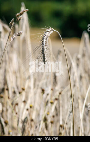 Kornfeld für Ernte, Waldviertel, Österreich bereit Stockfoto