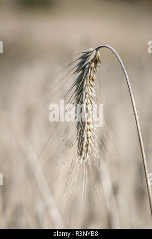 Kornfeld für Ernte, Waldviertel, Österreich bereit Stockfoto