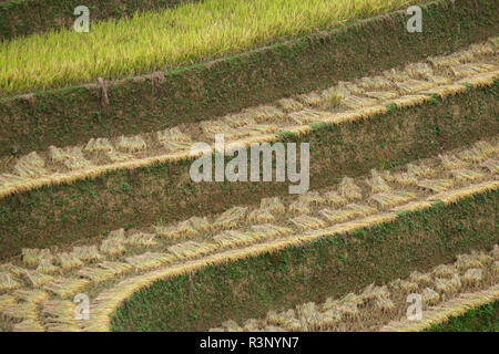 Vietnam Landschaften mit Terrassen Reisfeld. Reisfelder auf Terrassierten von Mu Cang Chai, YenBai. Hochwertige Royalty Free Stock Bild der Terrasse Reis Stockfoto