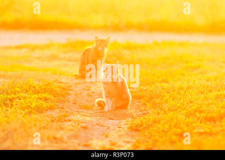 Süße Katze Wanderungen im Sommer Garten und sitzt auf dem Pfad, der von einem hellen Gelb Sonnenuntergang beleuchtet Stockfoto