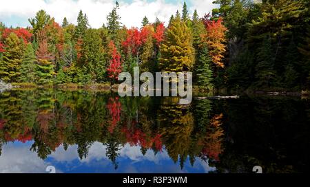 Herbst Laub hot spot Stockfoto