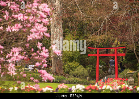 Frühling Blumen, Butchart Gardens, Saanich Peninsula, Victoria, British Columbia, Kanada Stockfoto