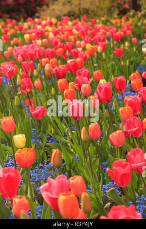 Frühling Blumen, Butchart Gardens, Saanich Peninsula, Victoria, British Columbia, Kanada Stockfoto