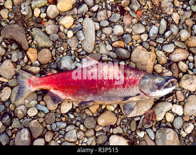 Laich gefährdeten sockeye Lachse (Oncorhynchus nerka), Adams River, British Columbia. Stockfoto