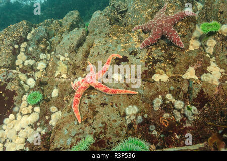 Flache wirbellose Meerestiere, Browning Passage, nördlichen Vancouver Island, British Columbia, Kanada Stockfoto