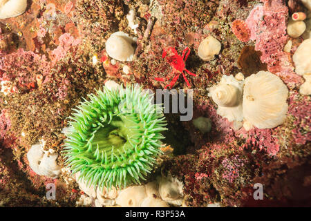 Flache wirbellose Meerestiere, Browning Passage, nördlichen Vancouver Island, British Columbia, Kanada Stockfoto