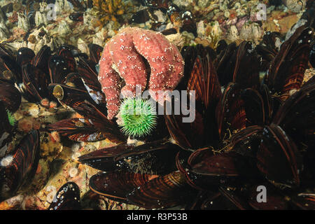 Flache wirbellose Meerestiere, Browning Passage, nördlichen Vancouver Island, British Columbia, Kanada Stockfoto