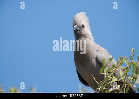 Go-away-Vogel Stockfoto