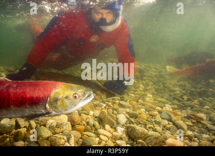 Laich gefährdeten sockeye Lachse (Oncorhynchus nerka), Adams River Run, British Columbia. Stockfoto