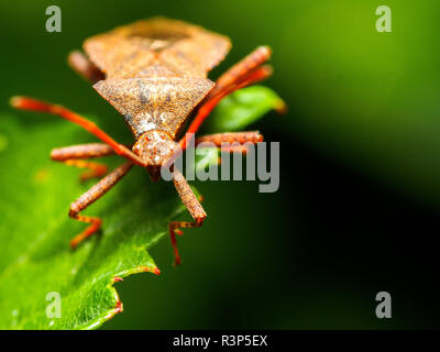 Dock Bug (Coreus Marginatus) Stockfoto