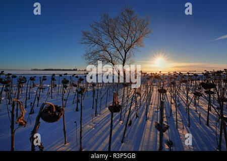 Kanada, Manitoba, Anola. Tot Sonnenblumen bei Sonnenaufgang im Winter. Stockfoto