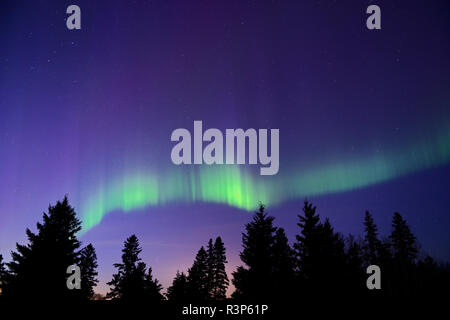 Kanada, Manitoba, Birds Hill Provincial Park. Aurora borealis und Bäumen. Stockfoto