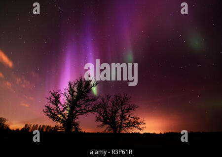 Kanada, Manitoba, Birds Hill Provincial Park. Aurora borealis und Bäumen. Stockfoto