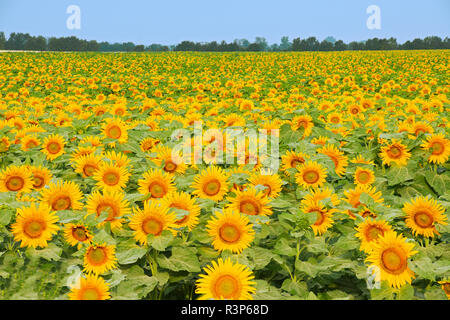 Kanada, Manitoba, Dugald. Ernte von Sonnenblumen. Stockfoto
