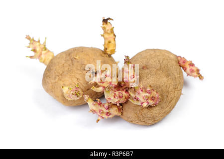 Gekeimte Kartoffeln isoliert auf weißem Stockfoto