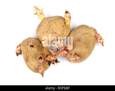 Gekeimte Kartoffeln isoliert auf weißem Stockfoto