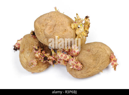 Gekeimte Kartoffeln isoliert auf weißem Stockfoto