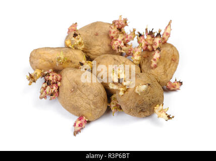 Gekeimte Kartoffeln isoliert auf weißem Stockfoto