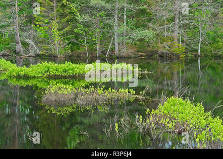 Kanada, New Brunswick, Kouchibouguac National Park. Bäume in Feuchtgebieten. Stockfoto