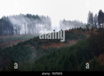 Nebel am sÃ¶ sestausee im Harz. Stockfoto